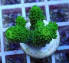 画像2: No.156 フィジー産 ツツユビミドリイシ (2)