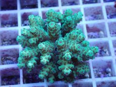 画像1: No.157 フィジー産 カドエダミドリイシ (1)