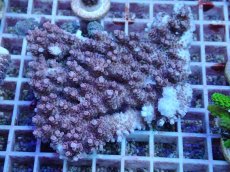 画像1: No.158 フィジー産 クシハダミドリイシ (1)