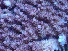 画像2: No.158 フィジー産 クシハダミドリイシ (2)