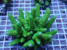 画像1: No.159 フィジー産 ツツユビミドリイシ (1)