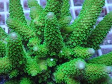 画像2: No.159 フィジー産 ツツユビミドリイシ (2)