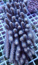 画像1: No.160 バーミキュラータ (1)