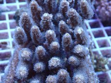 画像2: No.160 バーミキュラータ (2)