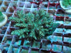 画像1: No.161 フィジー産 浅場ミドリイシ (1)