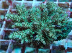 画像2: No.161 フィジー産 浅場ミドリイシ (2)