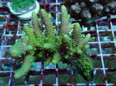 画像1: No.162 フィジー産 ツツユビミドリイシ (1)