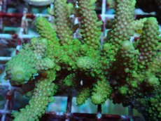 画像2: No.162 フィジー産 ツツユビミドリイシ (2)