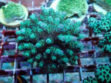 画像1: No.163 フィジー産 カドエダミドリイシ (1)