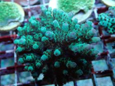 画像2: No.163 フィジー産 カドエダミドリイシ (2)