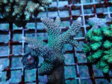 画像2: No.164 フィジー産 ヒメマツミドリイシ (2)