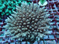 画像1: No.165 フィジー産 クシハダミドリイシ (1)