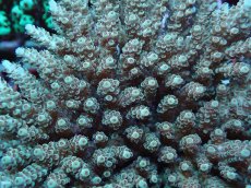 画像2: No.165 フィジー産 クシハダミドリイシ (2)