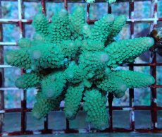 画像1: No.166 フィジー産 ツツユビミドリイシ (1)