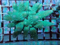 画像2: No.166 フィジー産 ツツユビミドリイシ (2)