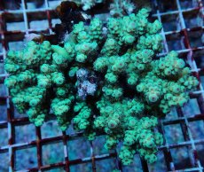 画像1: No.167 フィジー産 カドエダミドリイシ (1)