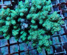 画像2: No.167 フィジー産 カドエダミドリイシ (2)