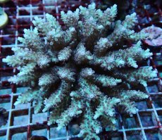 画像1: No.168 フィジー産 ハナガサミドリイシ (1)