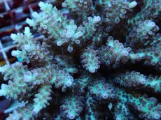 画像2: No.168 フィジー産 ハナガサミドリイシ (2)