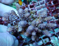 画像1: No.169 フィジー産 ツツユビミドリイシ (1)