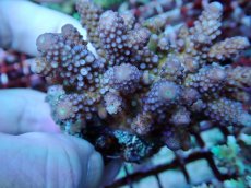 画像2: No.169 フィジー産 ツツユビミドリイシ (2)