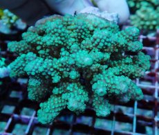 画像1: No.170 フィジー産 ツツユビミドリイシ (1)