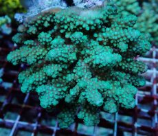 画像2: No.170 フィジー産 ツツユビミドリイシ (2)