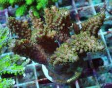 画像1: No.171 フィジー産 浅場ミドリイシ (1)