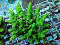 画像1: No.172 フィジー産 ツツユビミドリイシ (1)