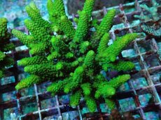 画像2: No.172 フィジー産 ツツユビミドリイシ (2)