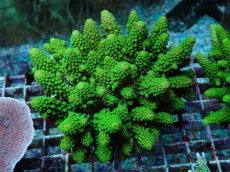 画像1: No.173 フィジー産 ツツユビミドリイシ (1)