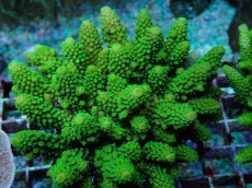 画像2: No.173 フィジー産 ツツユビミドリイシ (2)