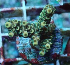 画像1: No.174 ウスエダミドリイシ (1)