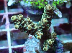 画像2: No.174 ウスエダミドリイシ (2)