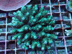 画像1: No.175 フィジー産 カドエダミドリイシ (1)