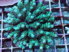 画像2: No.175 フィジー産 カドエダミドリイシ (2)