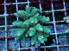 画像1: No.177 フィジー産 ハイマツミドリイシ (1)