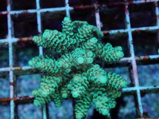 画像2: No.177 フィジー産 ハイマツミドリイシ (2)