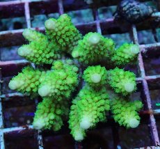 画像1: No.178 フィジー産 ツツユビミドリイシ (1)