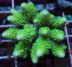 画像2: No.178 フィジー産 ツツユビミドリイシ (2)