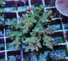 画像1: No.179 フィジー産 スゲミドリイシ (1)