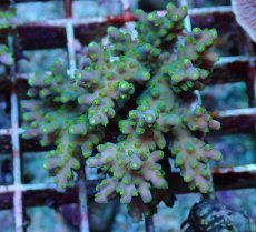 画像2: No.179 フィジー産 スゲミドリイシ (2)