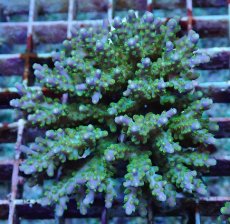 画像1: No.180 フィジー産 スゲミドリイシ (1)