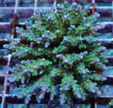 画像2: No.180 フィジー産 スゲミドリイシ (2)