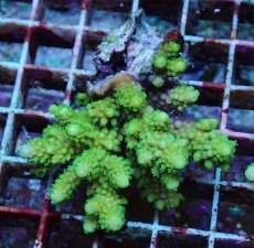 画像1: No.181 フィジー産 ツツユビミドリイシ (1)