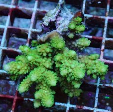 画像2: No.181 フィジー産 ツツユビミドリイシ (2)