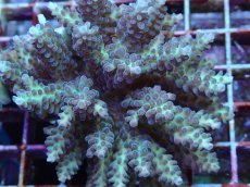 画像2: No.182 フィジー産 ハナガサミドリイシ (2)