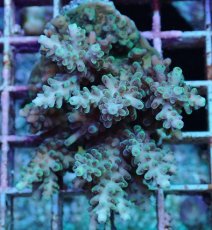 画像1: No.183 フィジー産 浅場ミドリイシ (1)