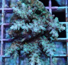 画像2: No.183 フィジー産 浅場ミドリイシ (2)