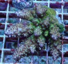 画像1: No.184 フィジー産 オヤユビミドリイシ (1)